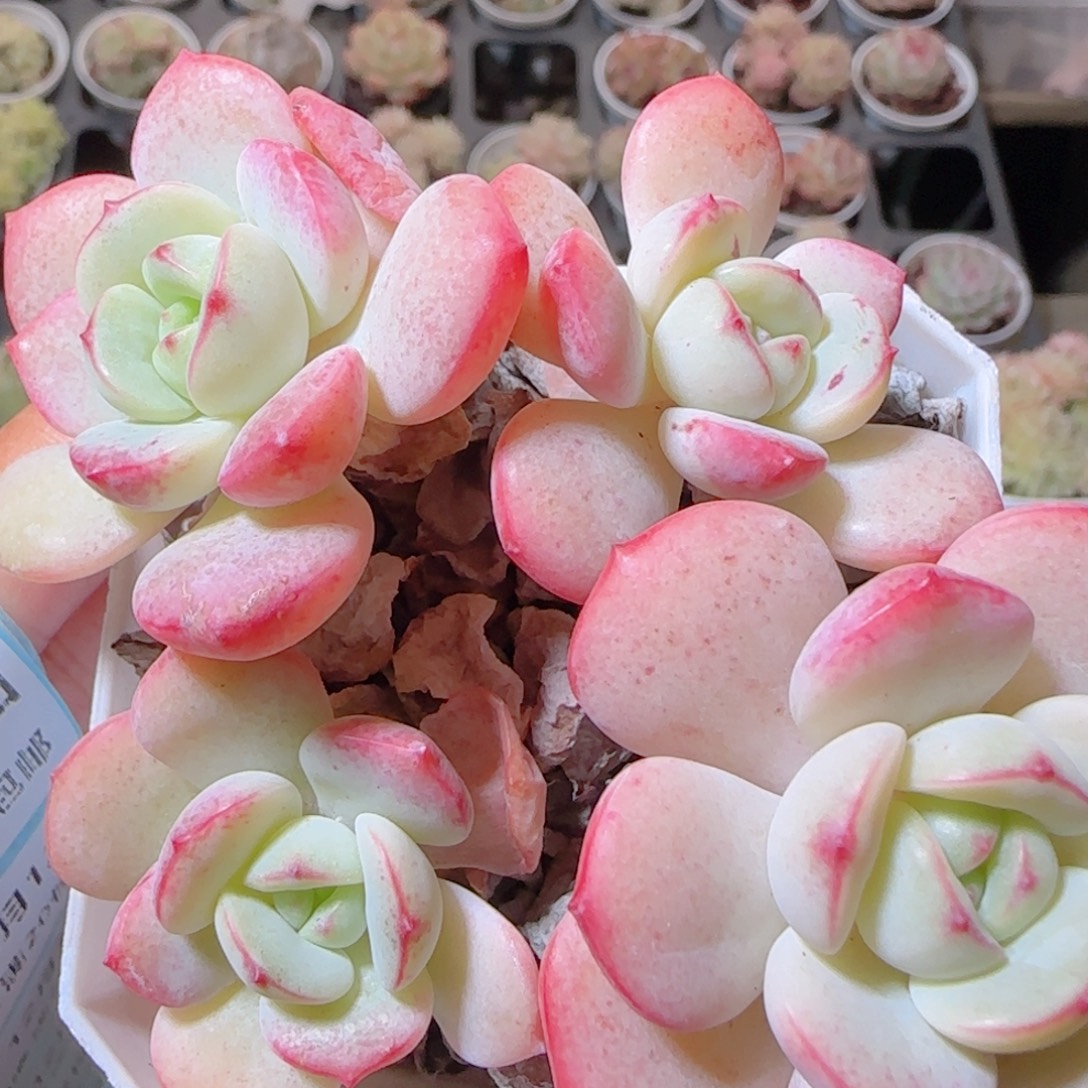 花语多肉1212-406香草