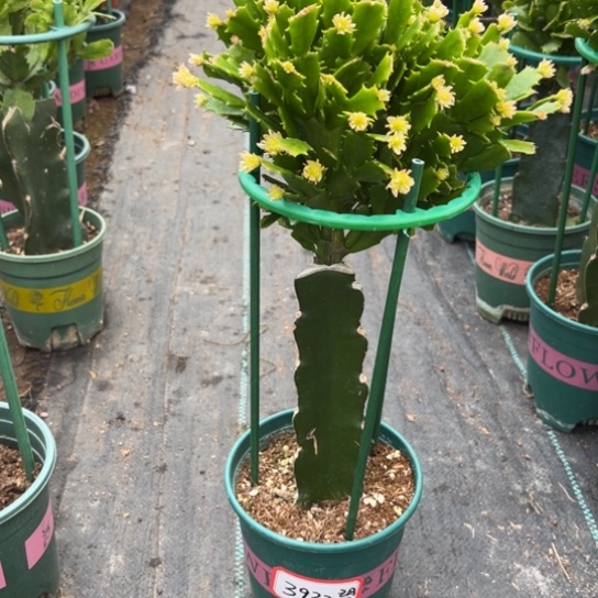 058蟹爪兰尾号3932