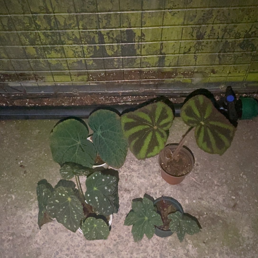 无花朵9017 活动无售后 介意勿拍