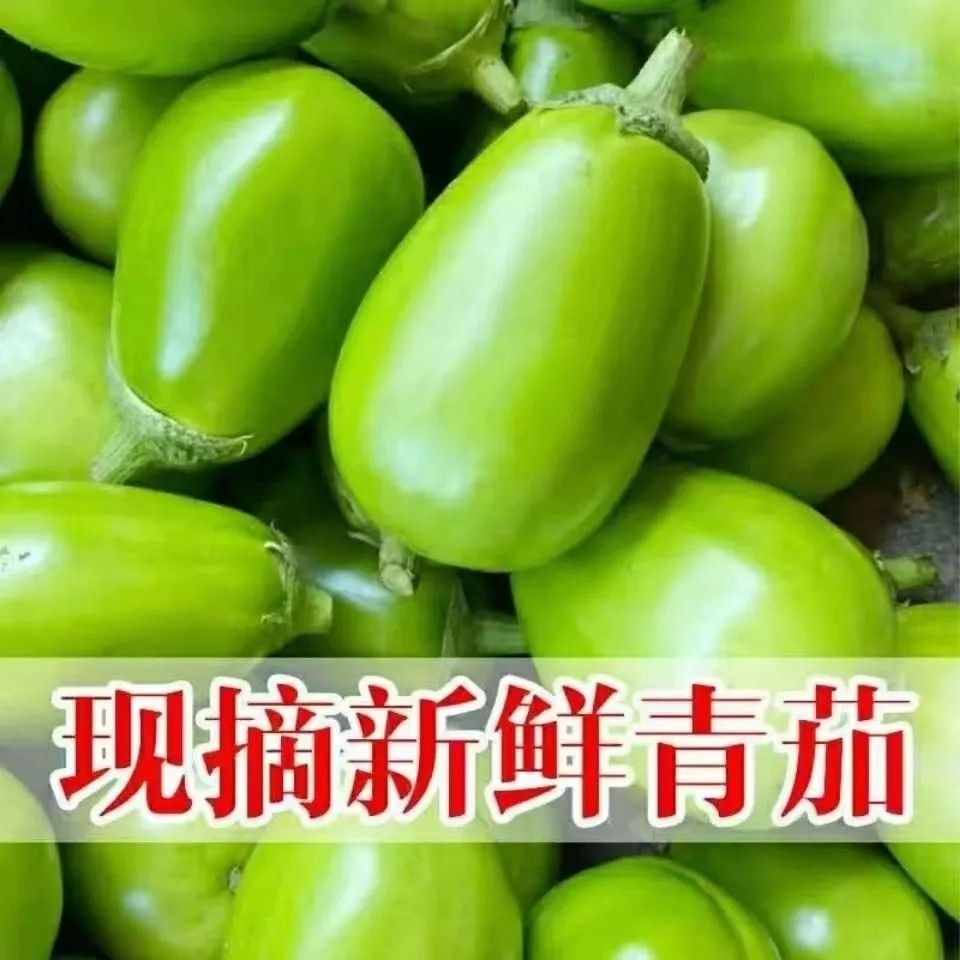 东北鞍山新鲜采摘绿茄子农家自种现摘现发当季蔬菜