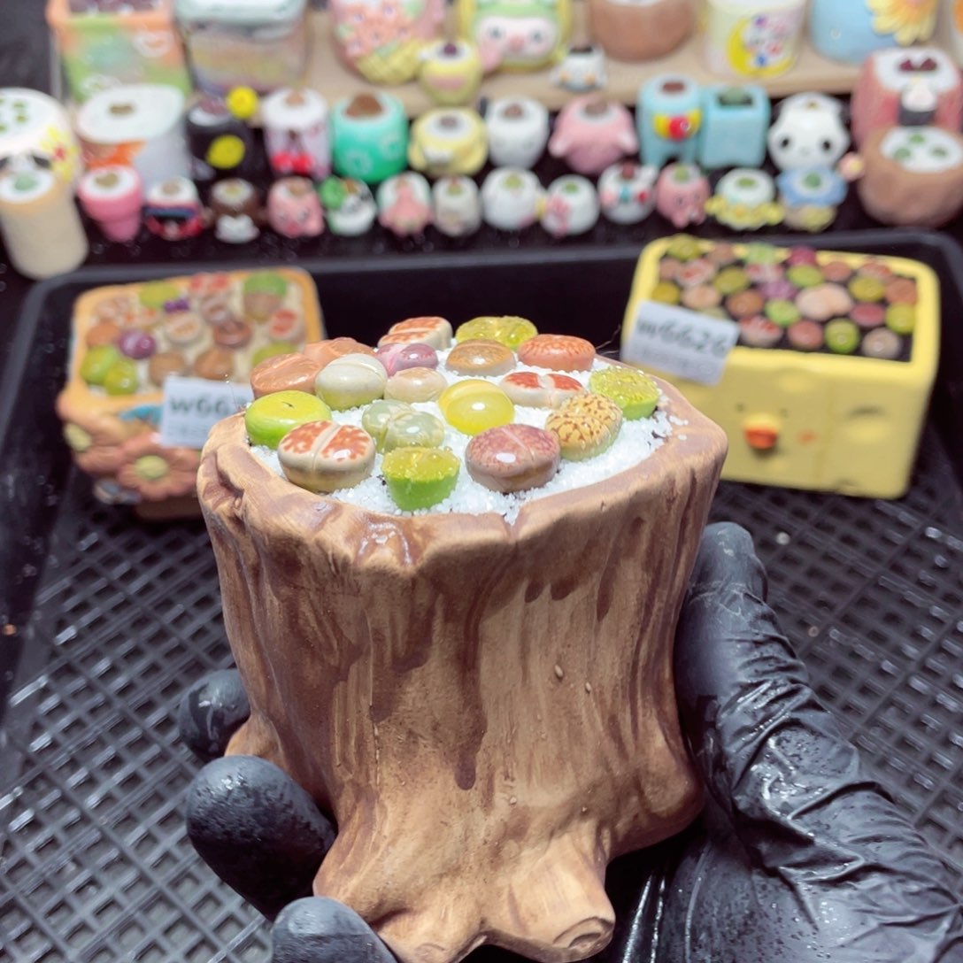 w6627--带盆土发货，零下地区拍保温箱