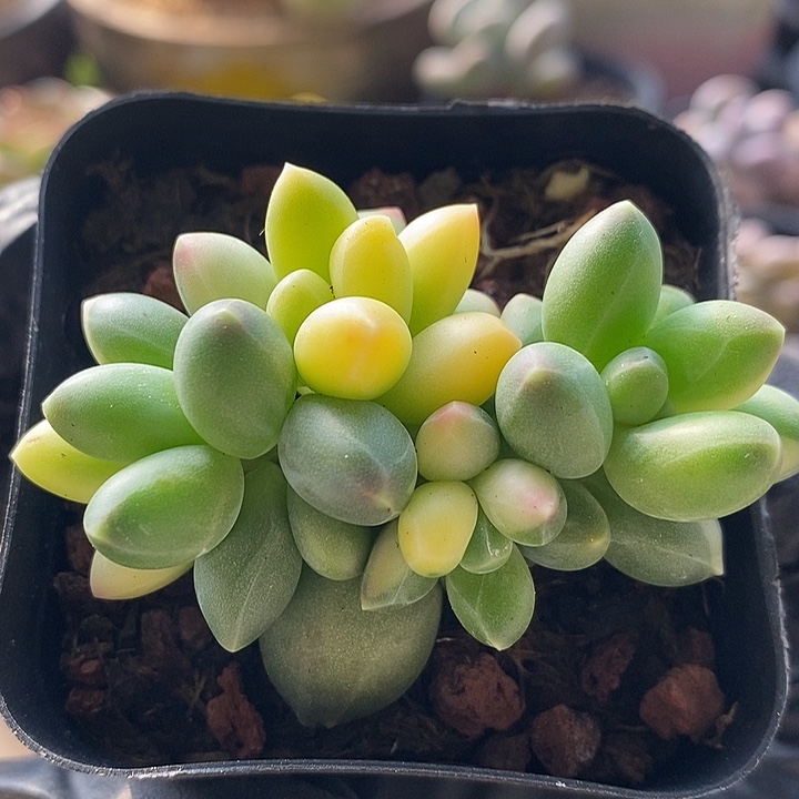 千代田锦4头多肉植物