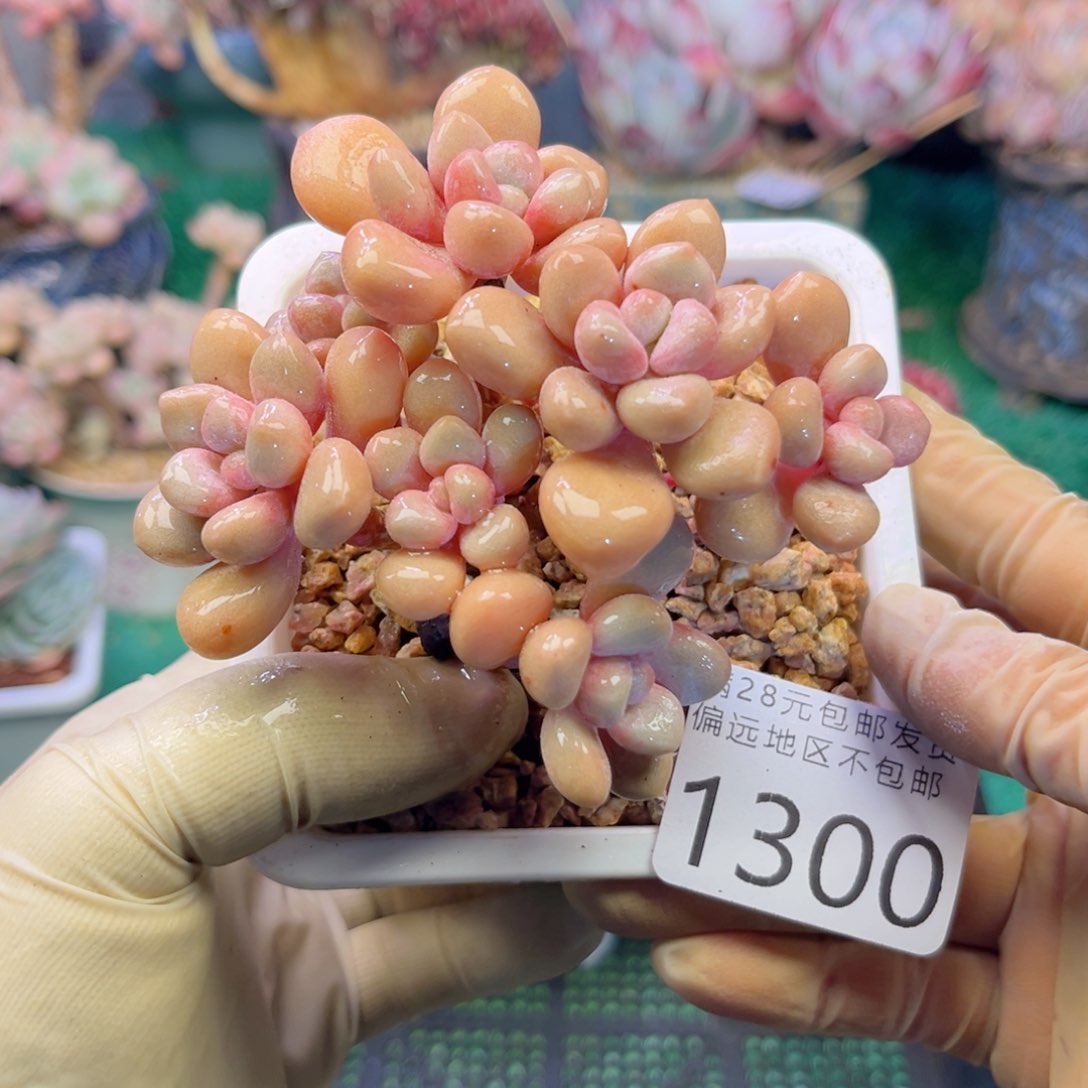 大1300:¥。b x b x h v h b n