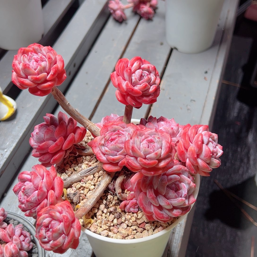 黑***本星影老桩精控多肉