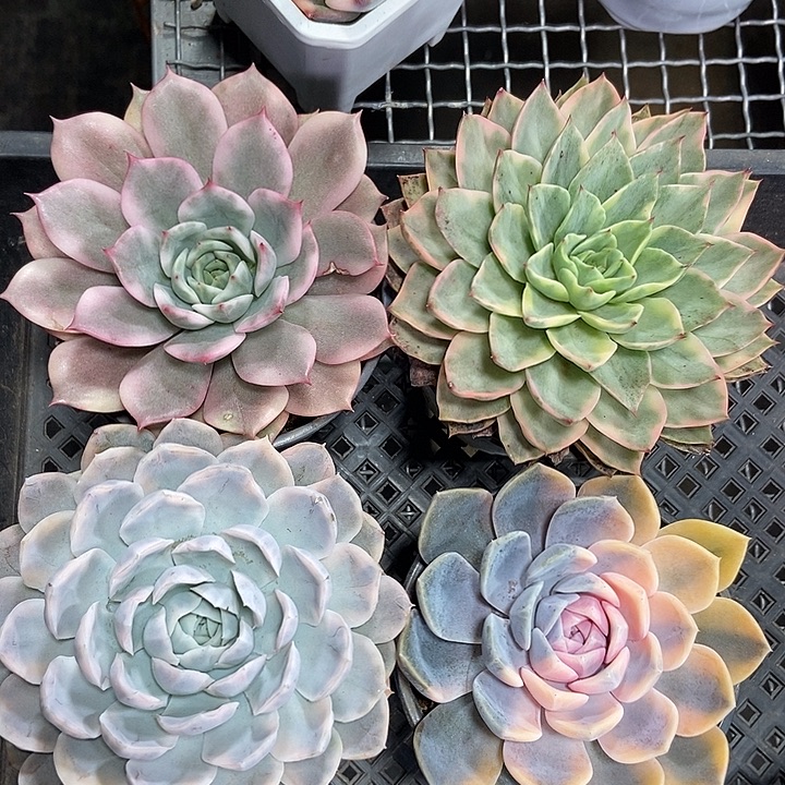 4颗带锦的多肉组合