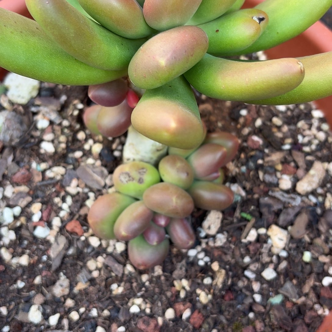 多肉植物芒果奶单头