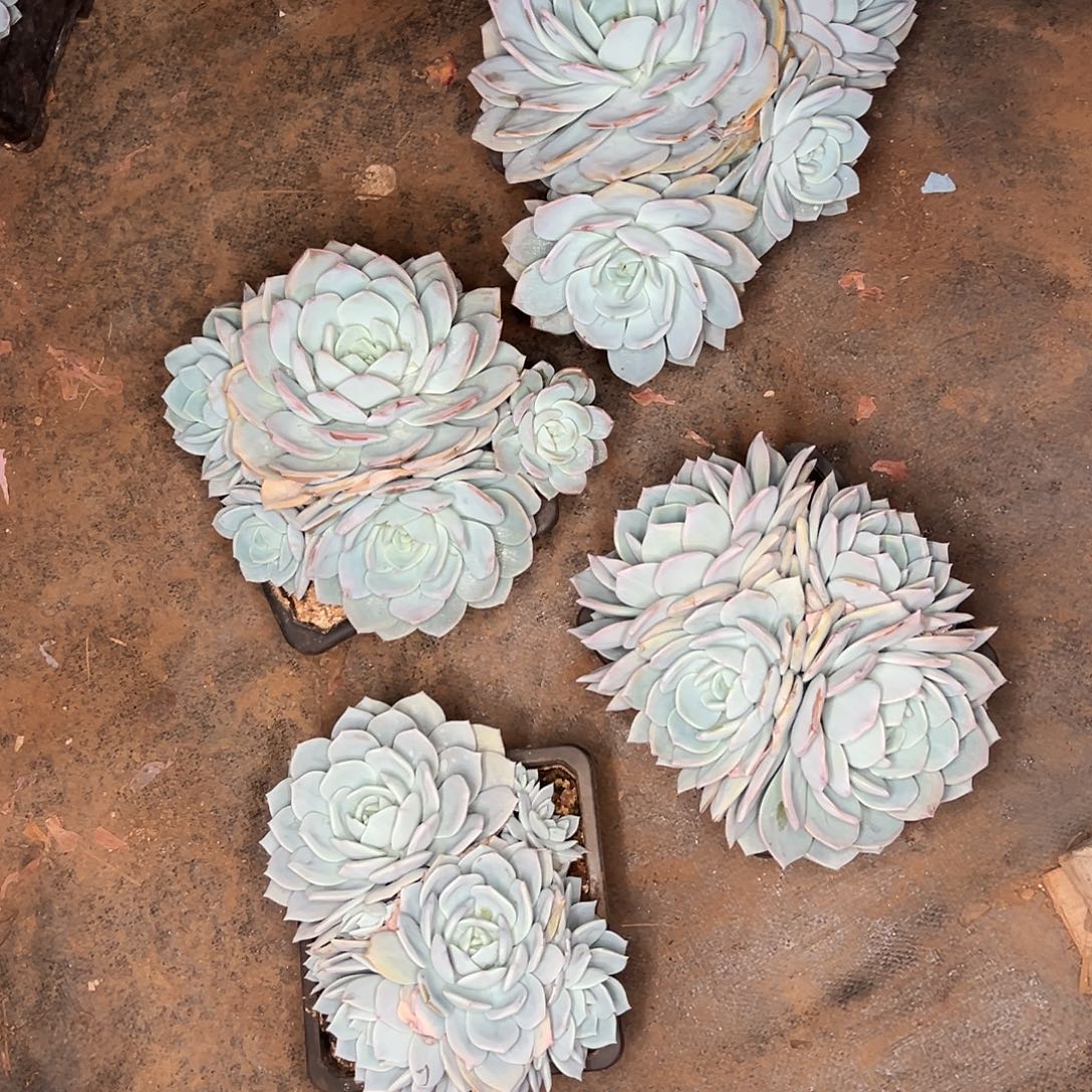 l***,多肉植物实物直播实物126