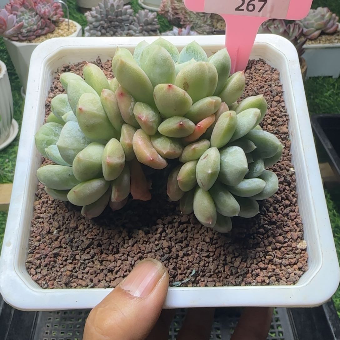 锦安精品多肉植物267