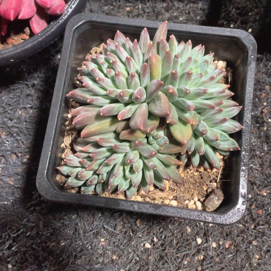 多肉植物多肉植物