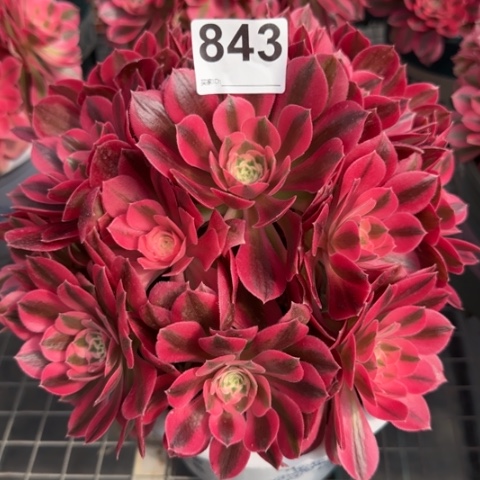 843女巫20厘米左右