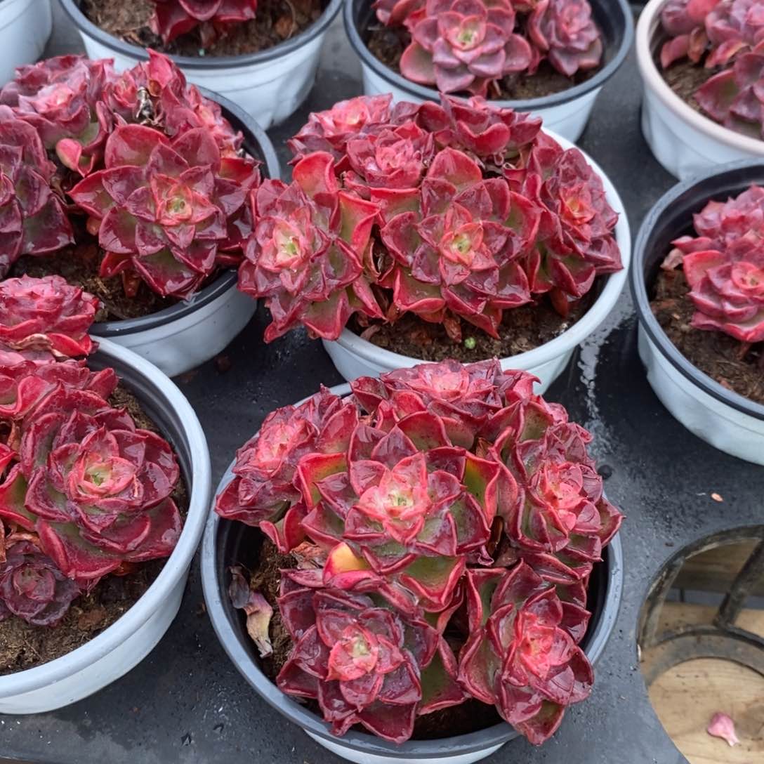 94。高贵群生。福利多多