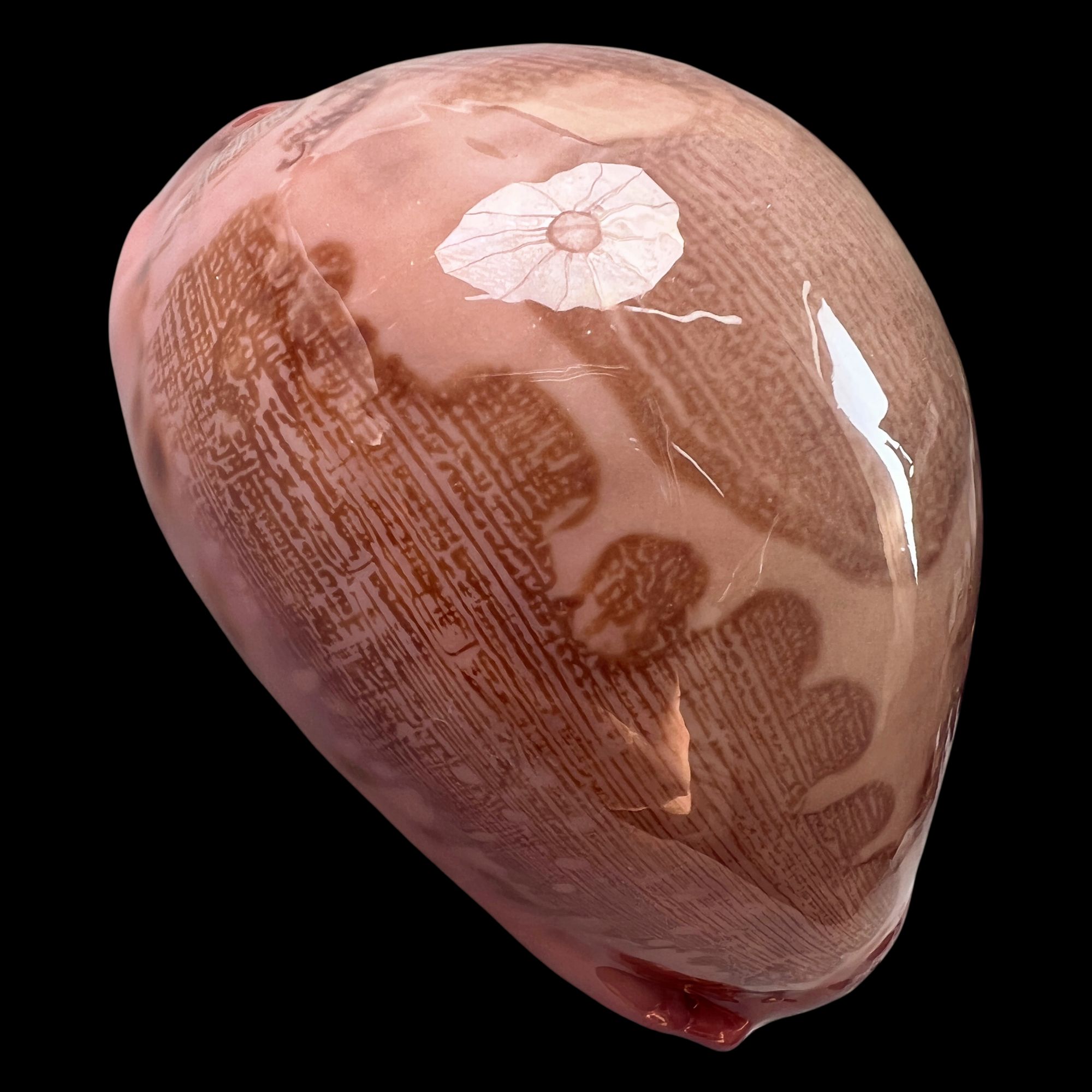 【酒红地图宝螺】80.7mm 釉质好 产地：印尼 贝壳 B2