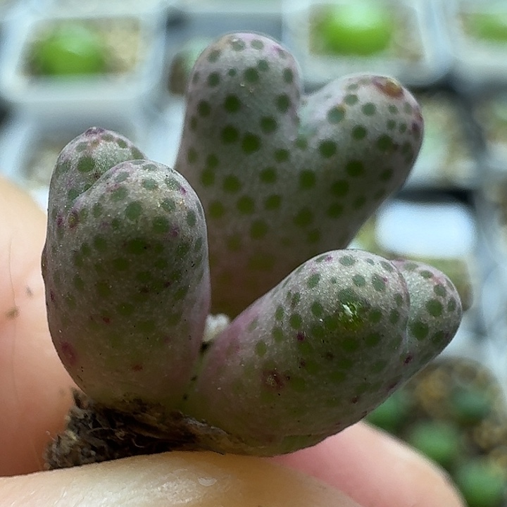 老马生石花95d斑马2233