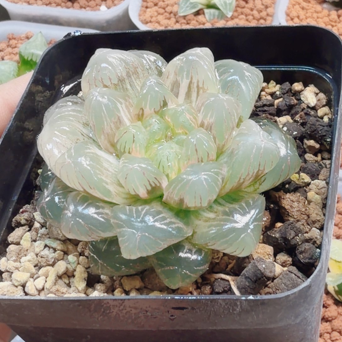 十二卷实生冰灯锦糊班