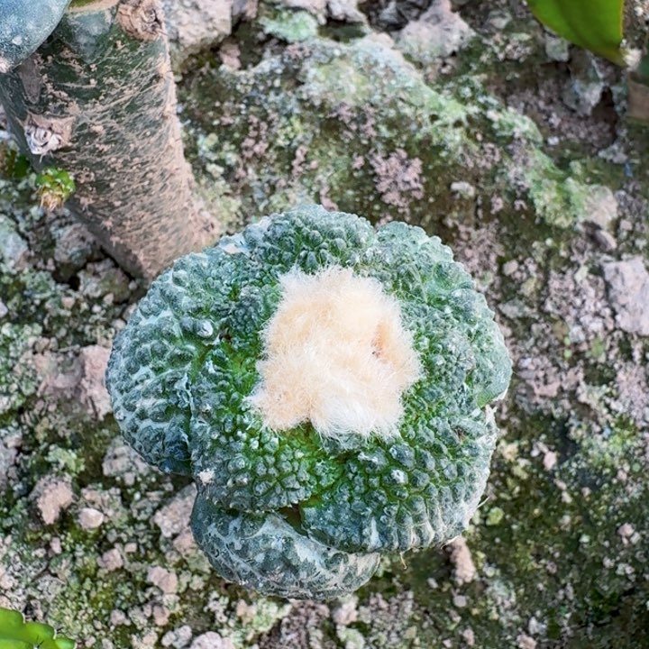 818苗接超大尤哥斯拉牡丹