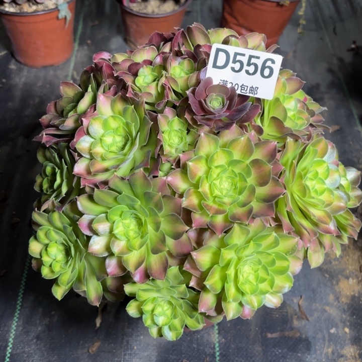 瑞妈一物一拍556