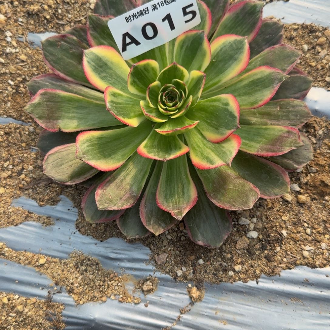 A***M 015月华。多肉植物