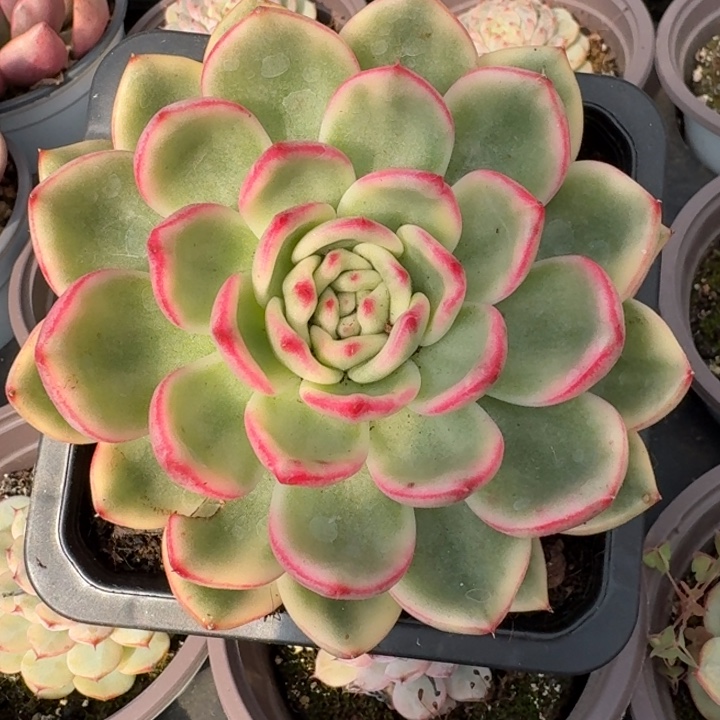 蔚蓝乌木一物一拍