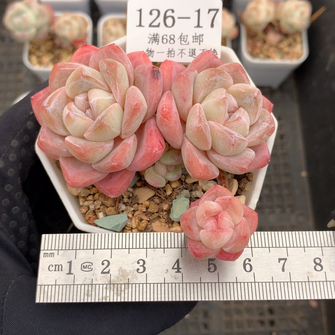 碎*?17。飘枝四头糖心冰玉。福利。