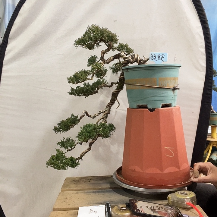 无花朵济州真柏盆景老桩