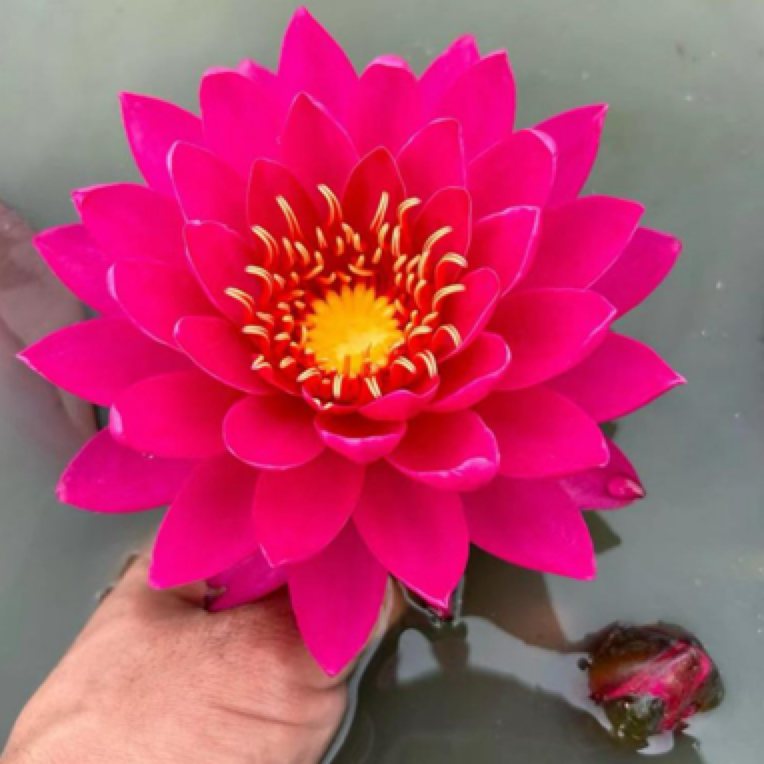 （暹罗小姐）大型耐寒对版睡莲池塘水池水缸睡莲大睡莲