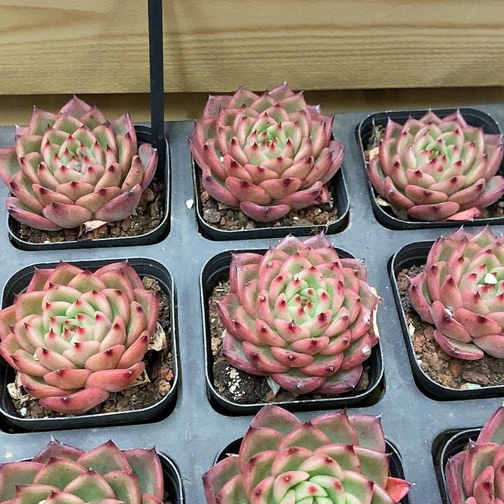 38。绿茵。福利多多