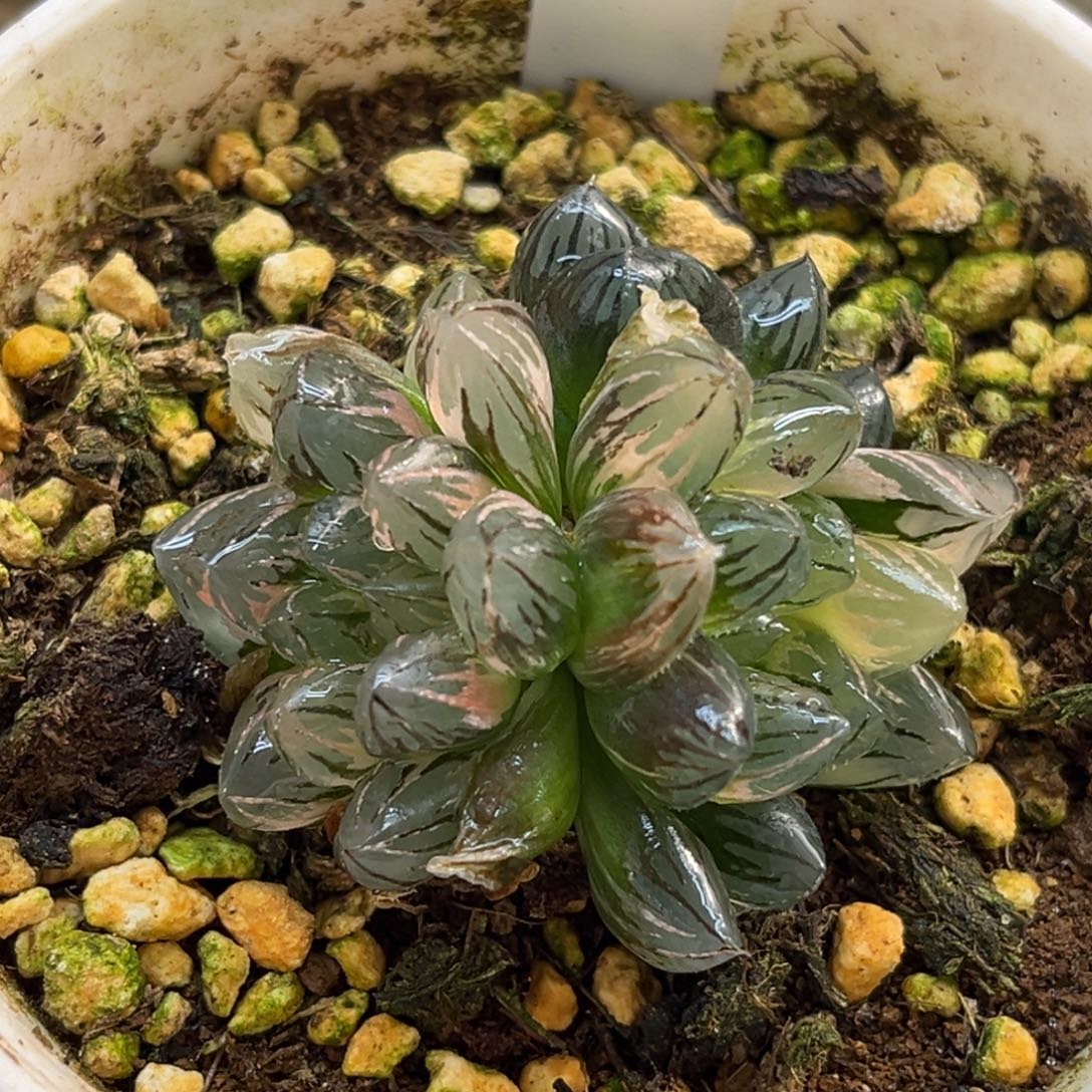 18群生霓虹灯玉露锦（极上斑➕好锦➕黑白）福利专场