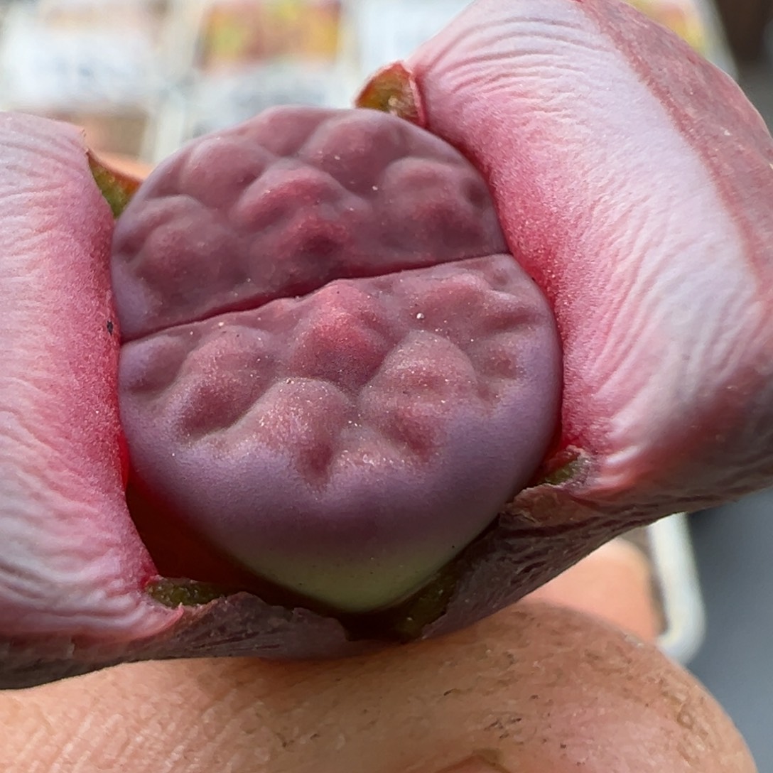 1.16好看的多肉234