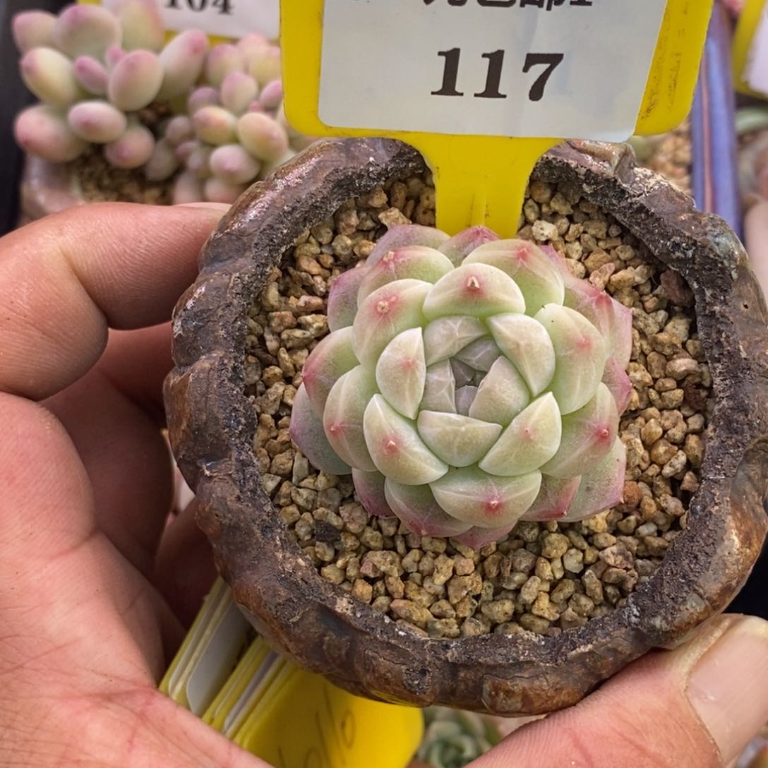 1117乌啦啦蜡像福利