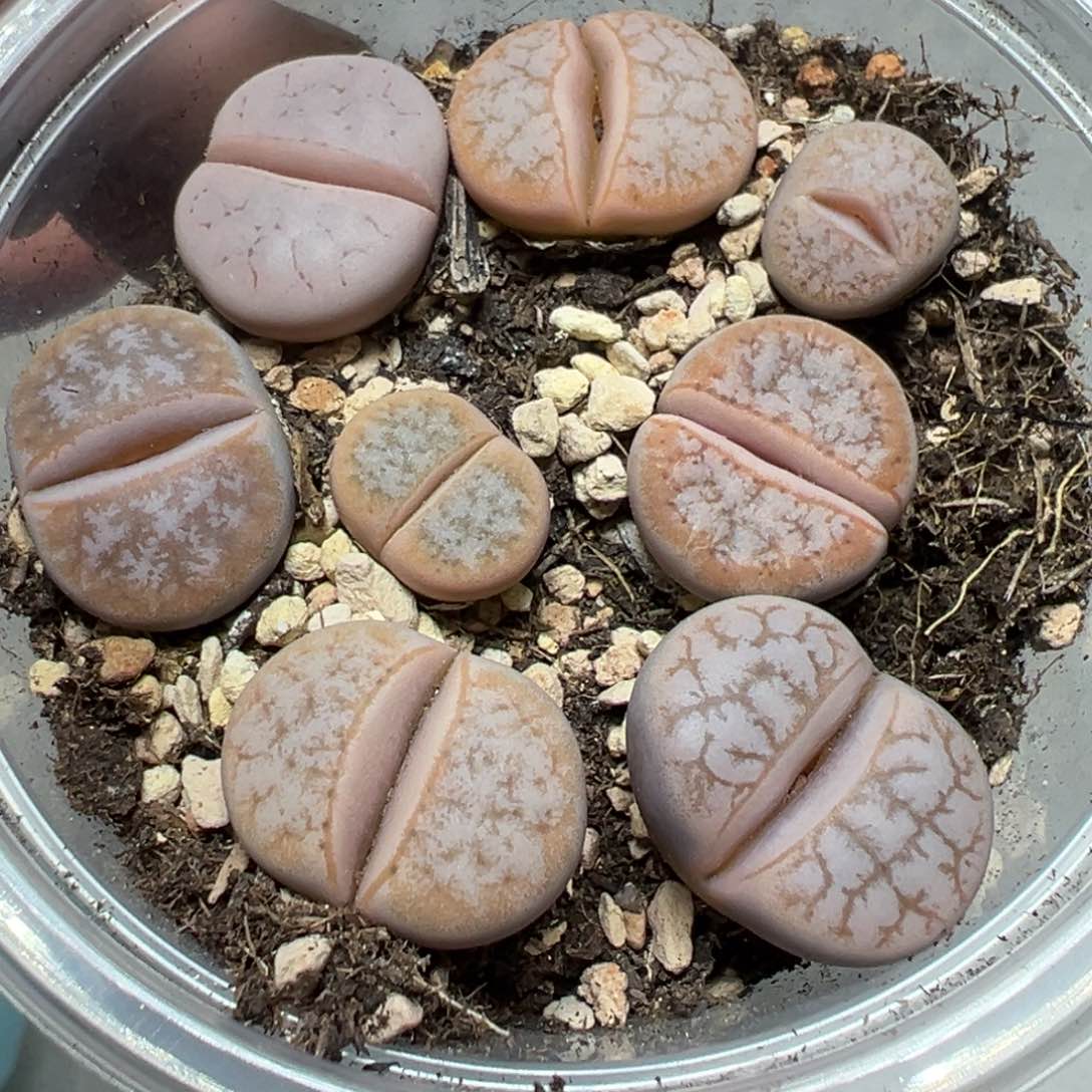 【闪购商品】 594。     