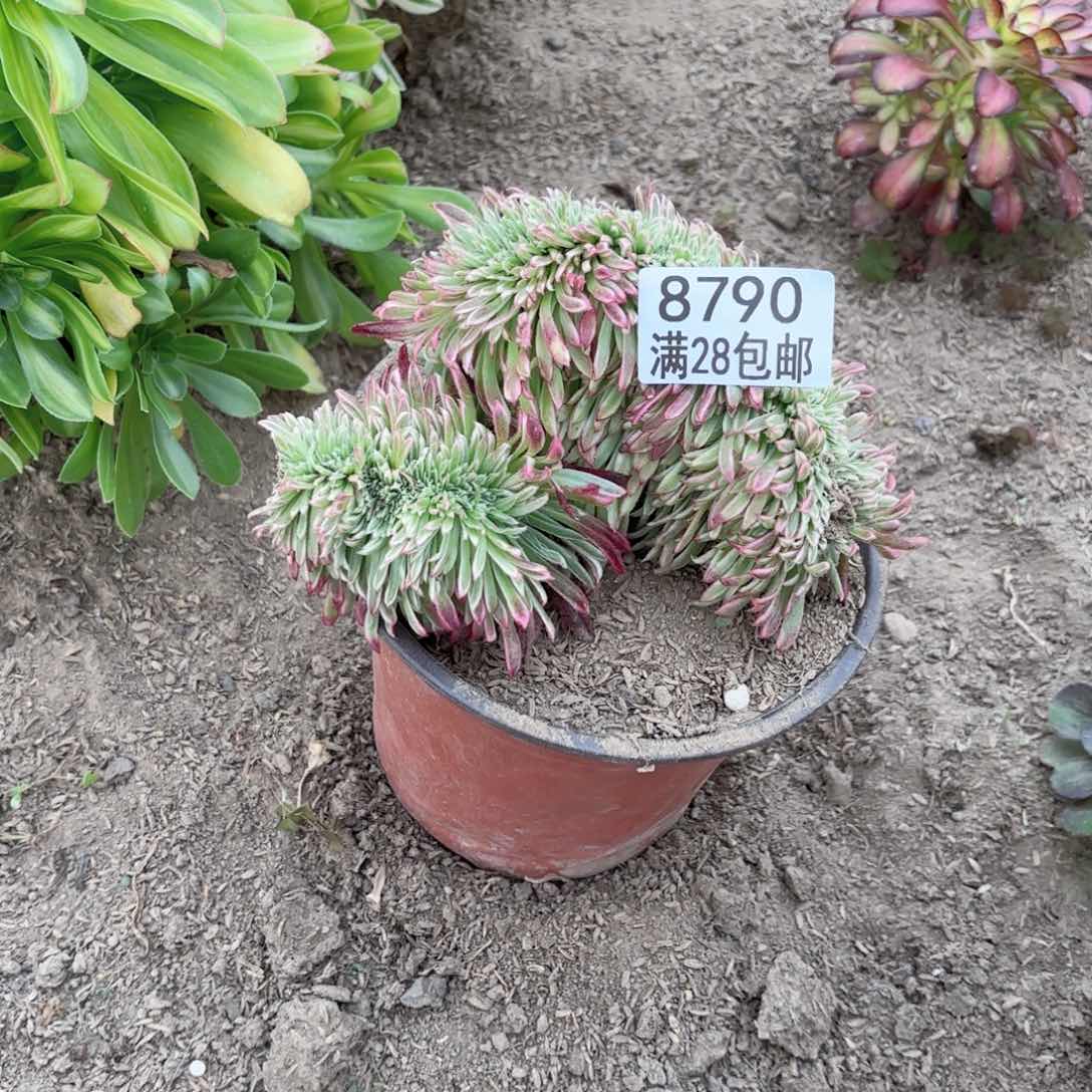 C. 8790金丝菊缀多肉