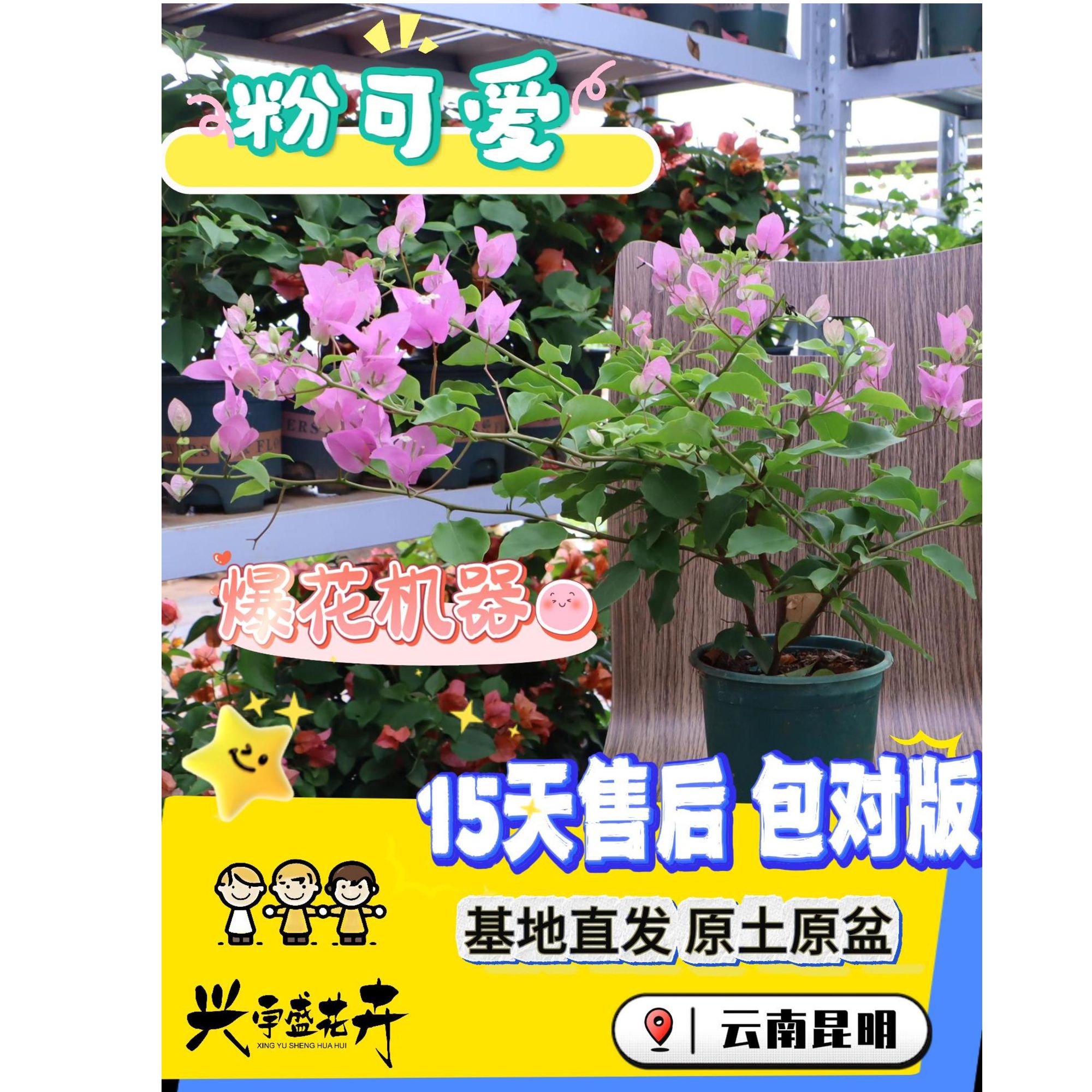 【粉可爱0.5】室内外观赏带盆土勤花三角梅