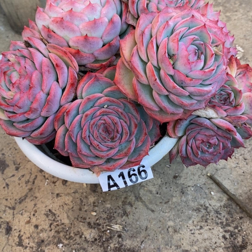 【闪购商品】晨***肉多肉植物的