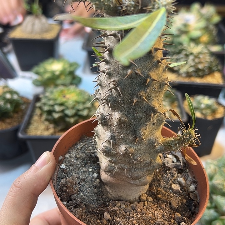 17号象牙宫园艺4.5公分