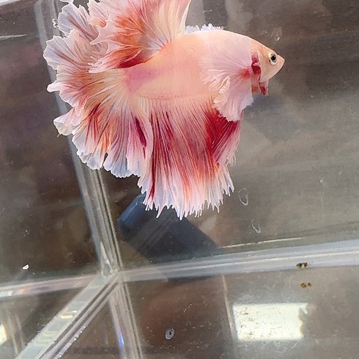 沉***軒海水鱼68号印尼hmpk