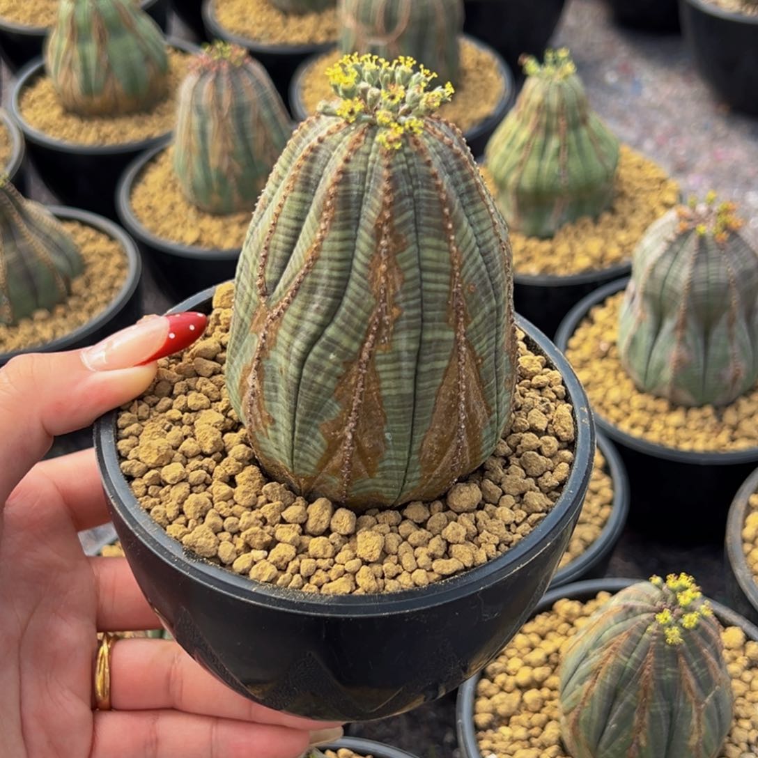 m欧系老布纹带盆高