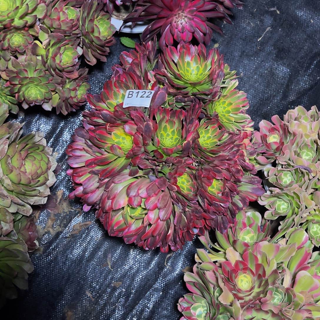 朝霞法师多肉1-14