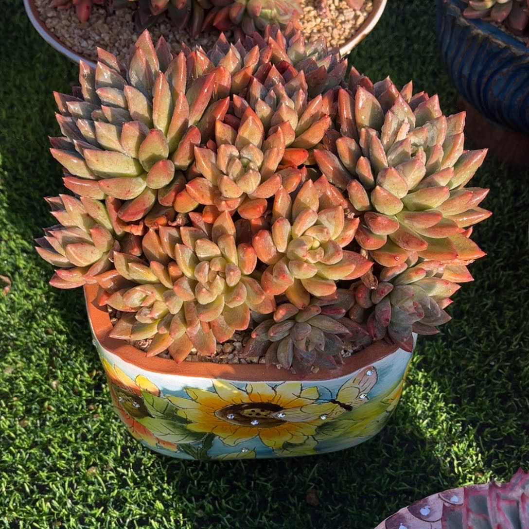 红蛋自然物一物一拍