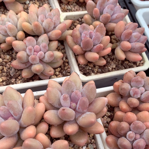 手指美人。        