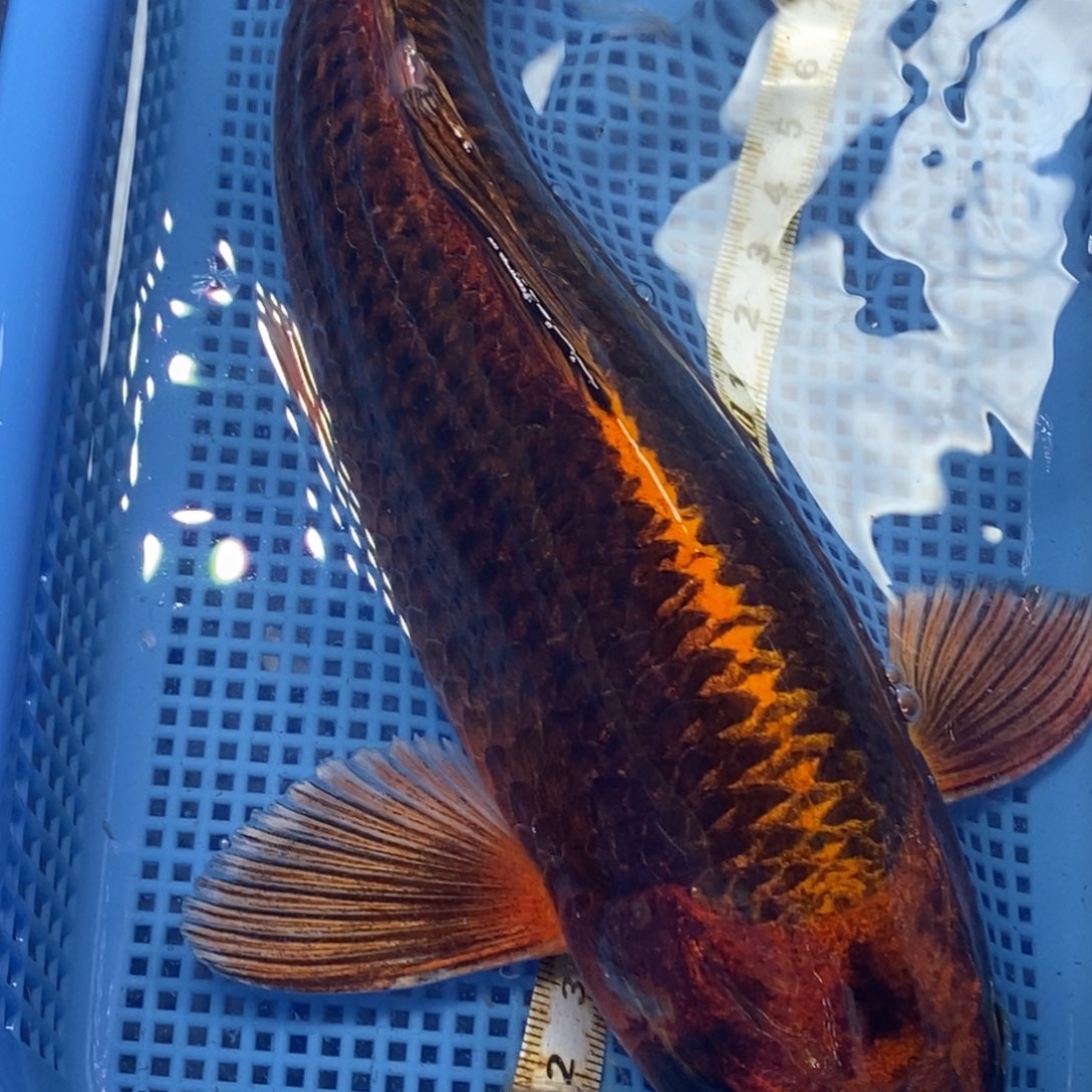 锦鲤冷水锦鲤包邮
