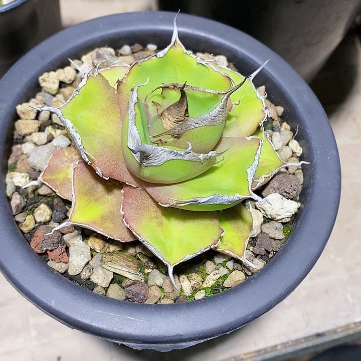 多肉植物龙蛇兰补差价