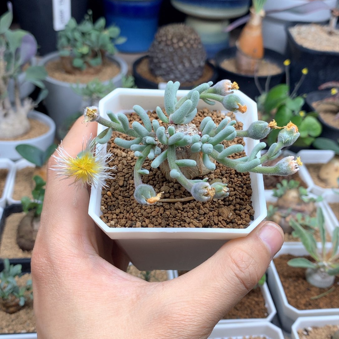 淡清霜母本多肉带盆