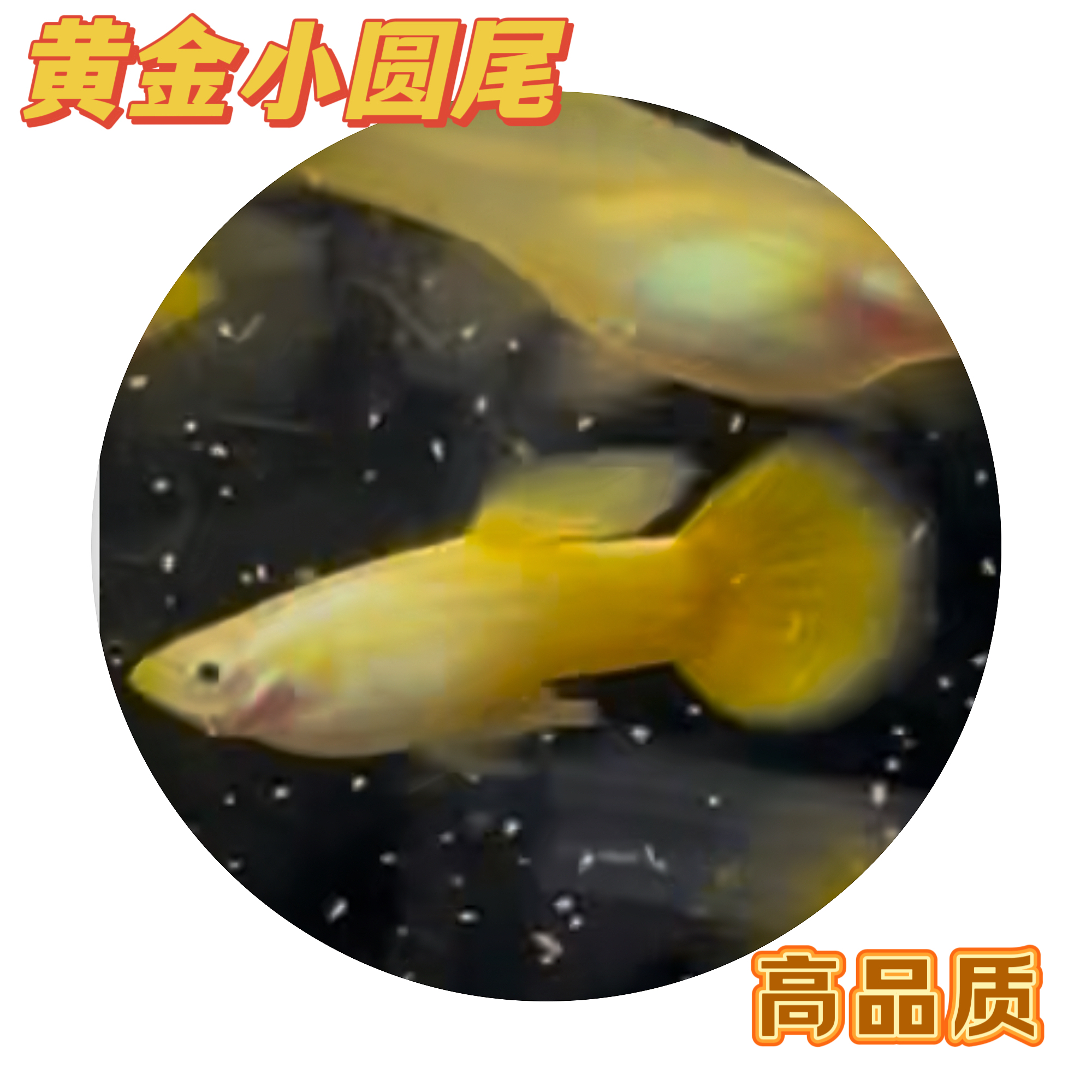 黄金小圆尾精品孔雀鱼自家鱼房繁殖高品质基因稳定好养耐活好繁殖