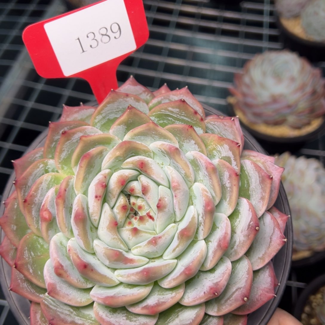 用****51389肉亩均肉多