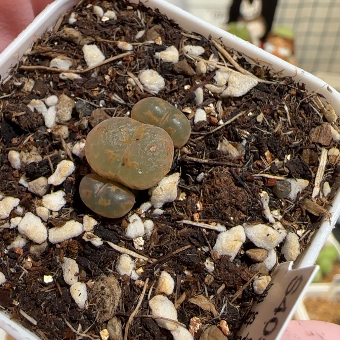 用***5肉锥多肉植物组合-1125