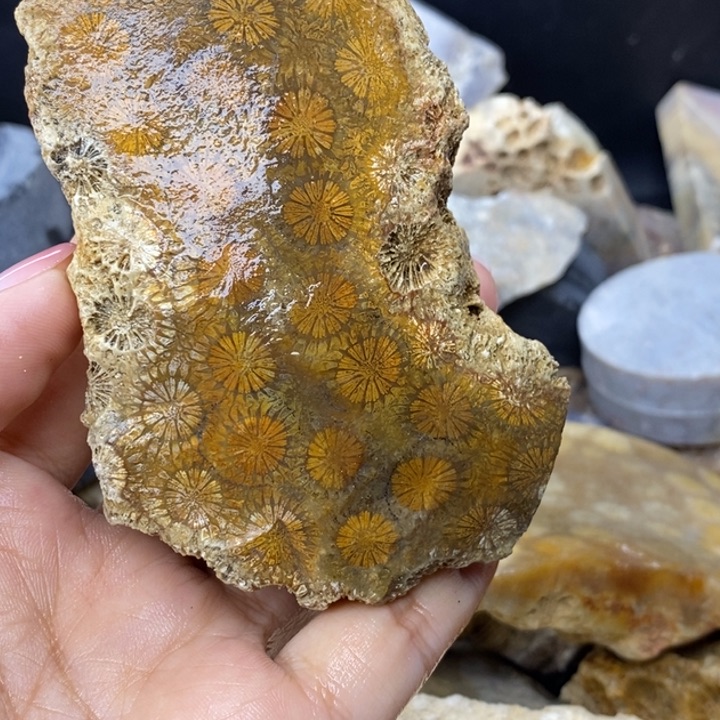 【闪购商品】未镶嵌珊瑚玉硅化玉＆****云