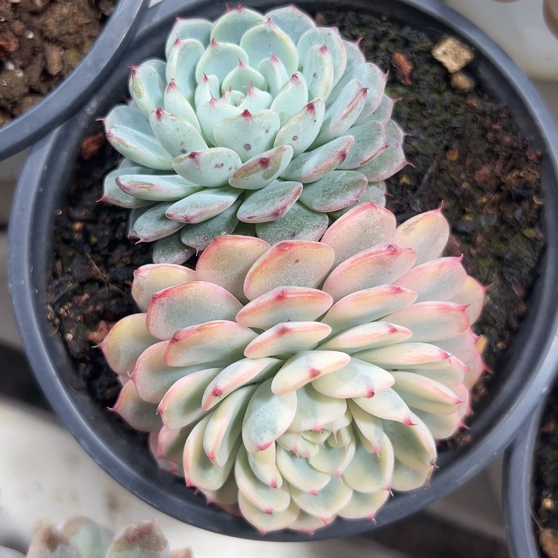 满38包邮姬莲锦双头