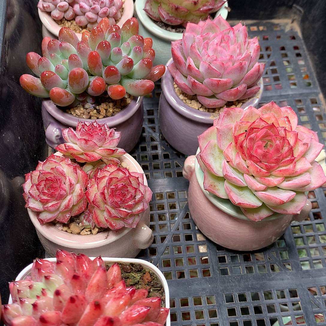 精控拇指盆11.26802