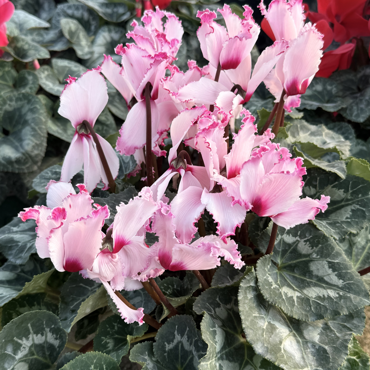 2加仑超大盆（超大维多利亚）仙客来盆栽四季开花客厅阳台花卉