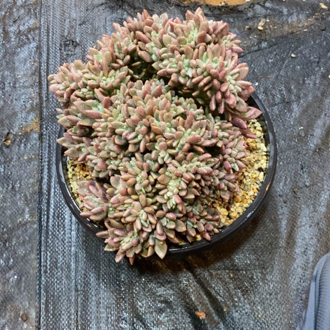 文***哒桃花源，缀化，45466464646646464